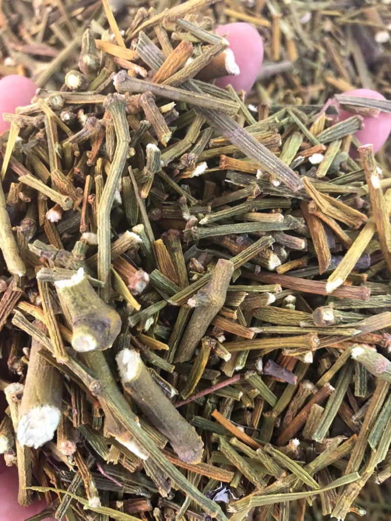 桑寄生