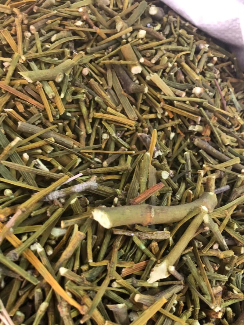 桑寄生