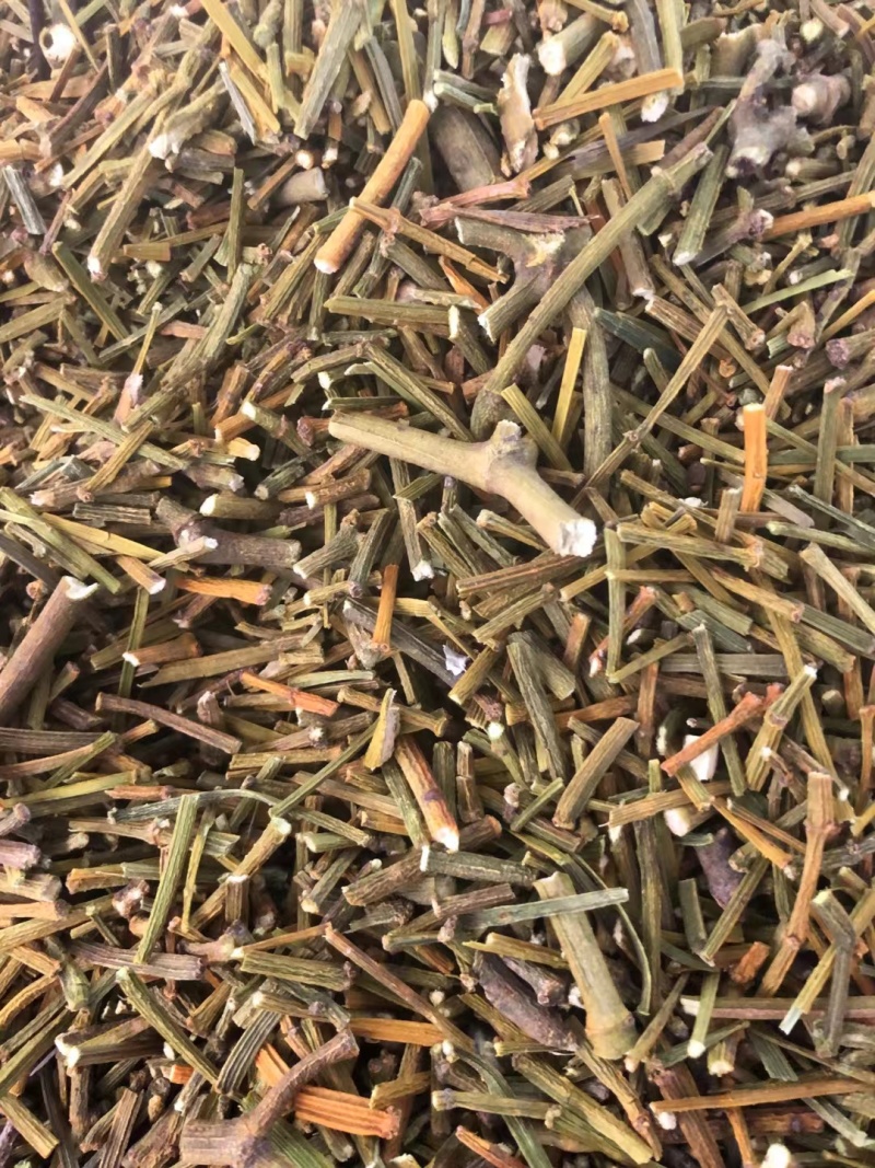桑寄生