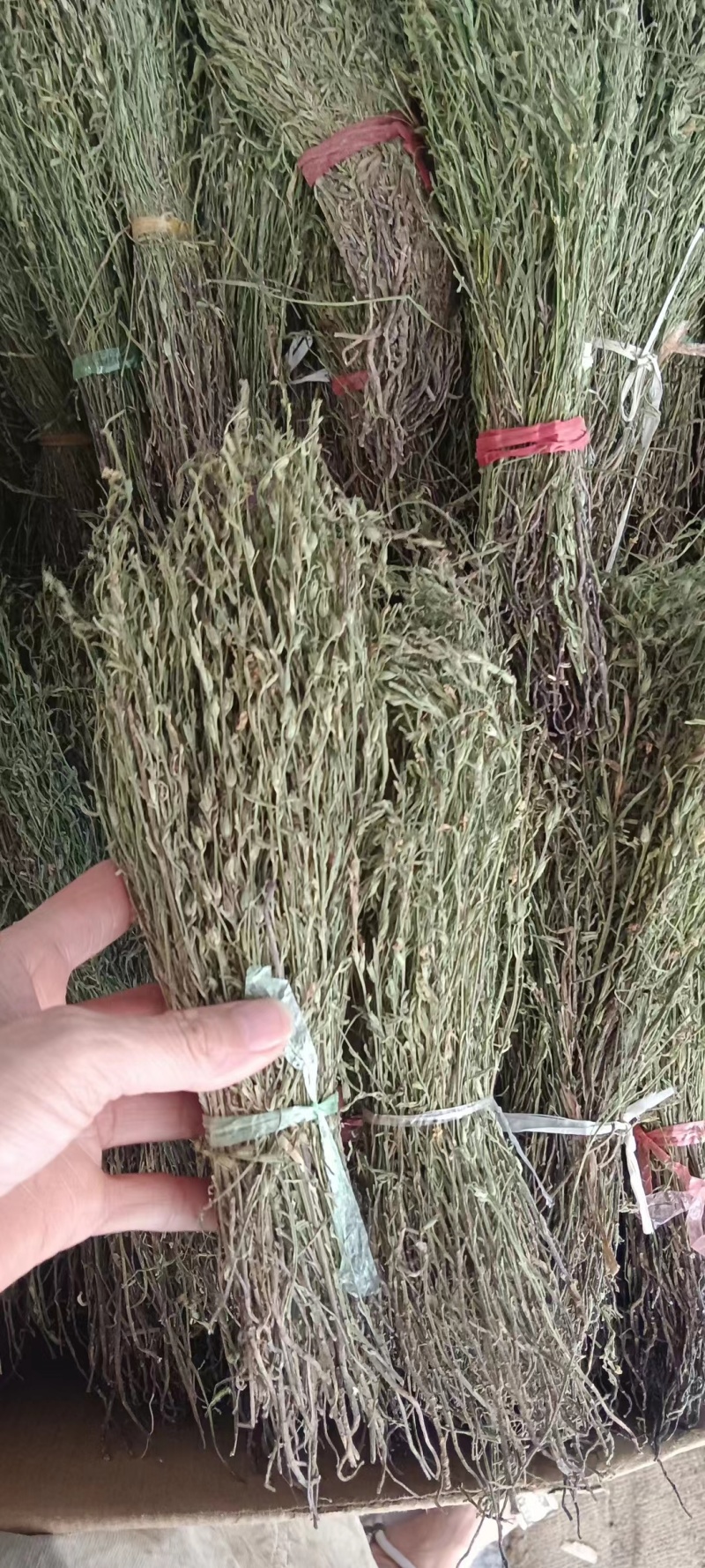 独脚金