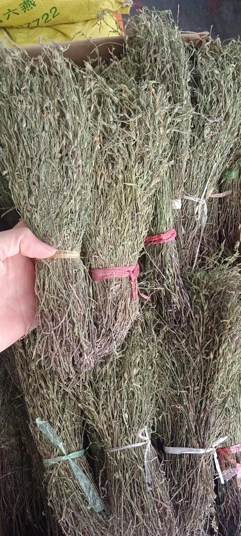 独脚金