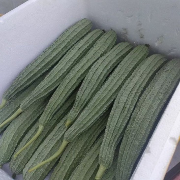 供应各种蔬菜。