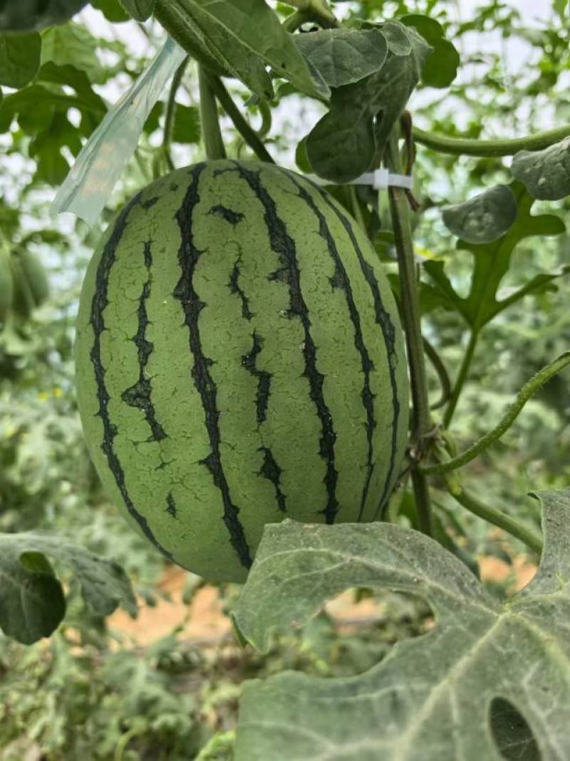 新鲜直供！全美2K西瓜，深圳当地产，甜蜜多汁，限量供应，
