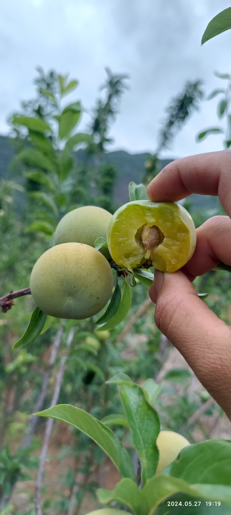 攀枝花早香脆李脱骨李青脆李脆甜多汁儿时的味道