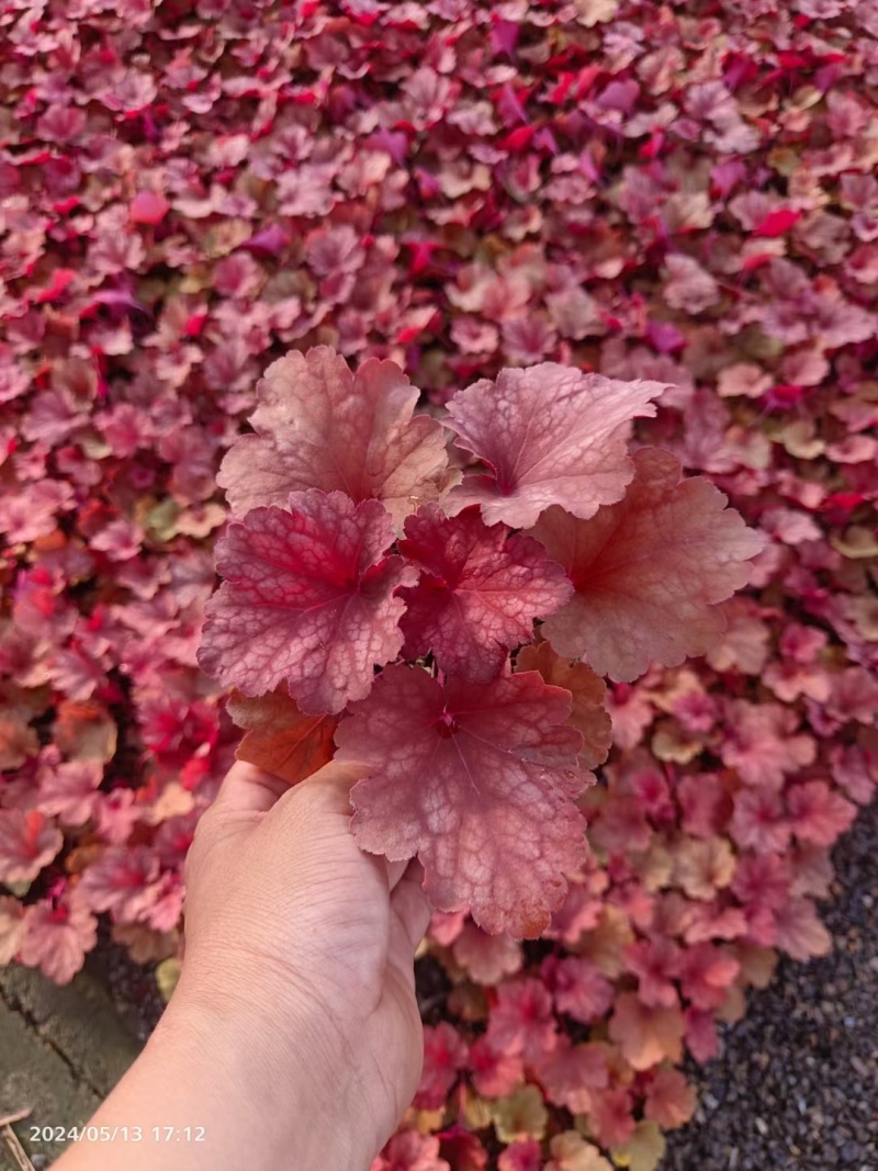 矾根自家货源