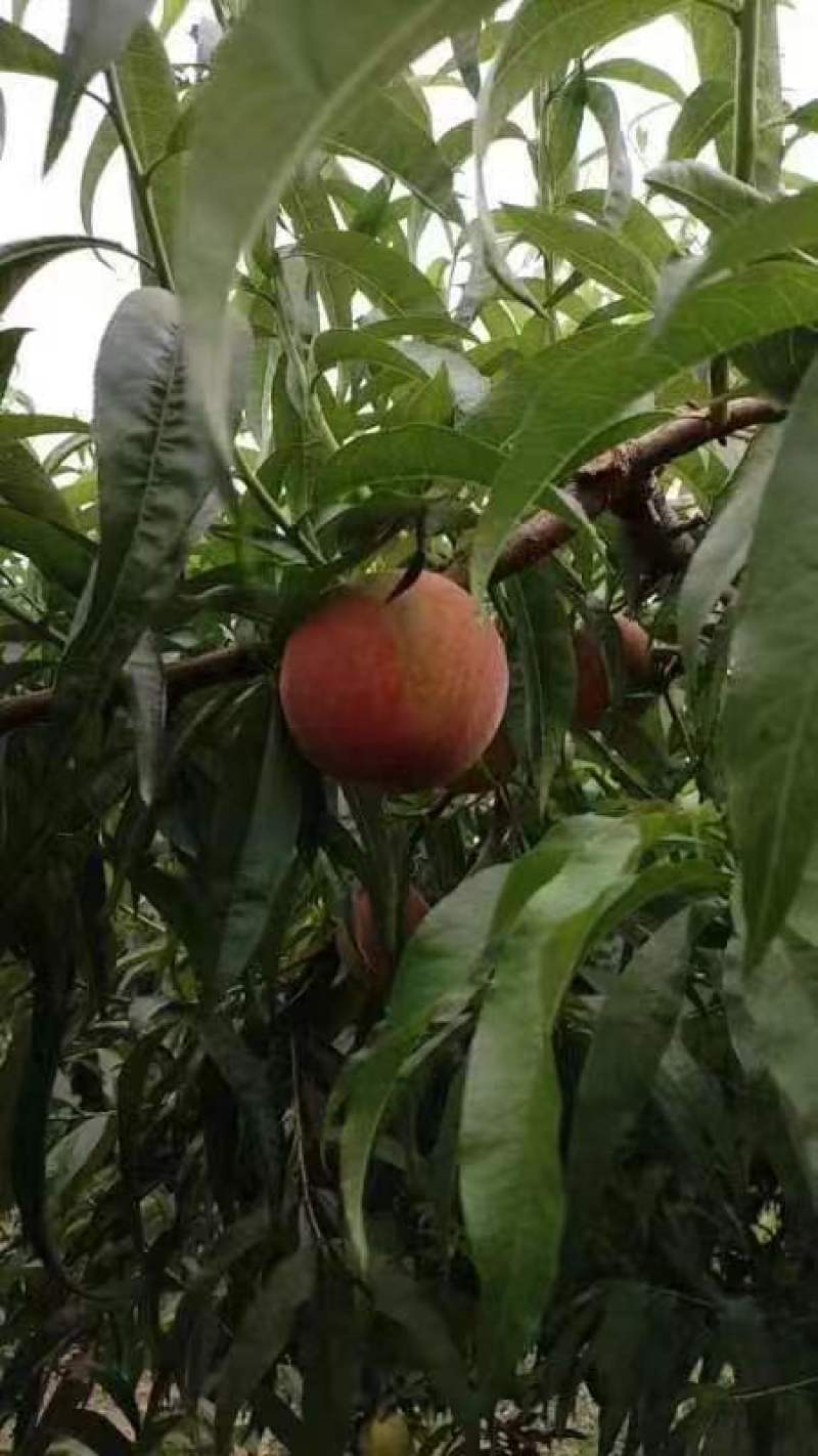 河北春丽新鲜水果精品桃子现货大量供应，量大从优欢迎选购。