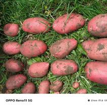 青薯9红皮土豆