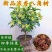 矮化浓香八角苗买-发三四季结果耐寒南北可种大木王罗马八角