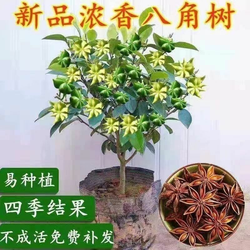 矮化浓香八角苗买-发三四季结果耐寒南北可种大木王罗马八角