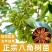 矮化浓香八角苗买-发三四季结果耐寒南北可种大木王罗马八角