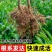 矮化浓香八角苗买-发三四季结果耐寒南北可种大木王罗马八角