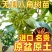 矮化浓香八角苗买-发三四季结果耐寒南北可种大木王罗马八角
