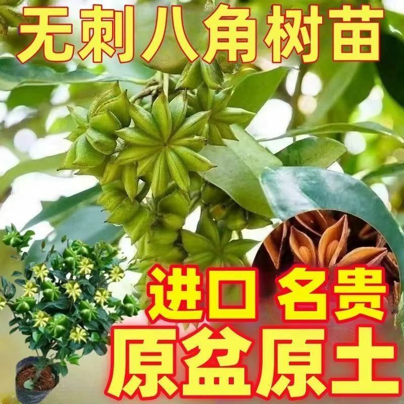 矮化浓香八角苗买-发三四季结果耐寒南北可种大木王罗马八角