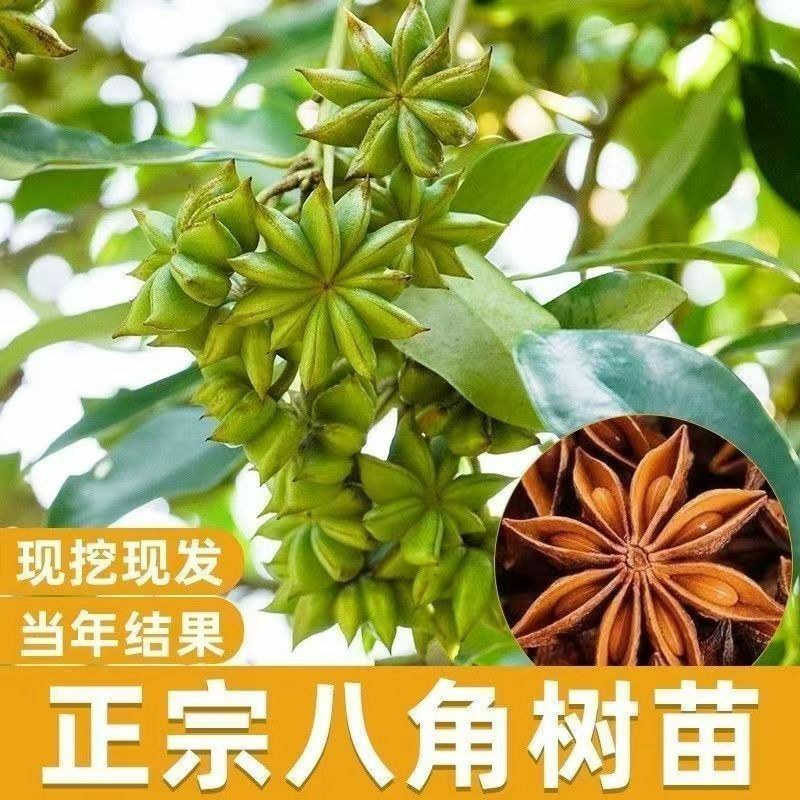 矮化浓香八角苗买-发三四季结果耐寒南北可种大木王罗马八角
