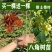 矮化浓香八角苗买-发三四季结果耐寒南北可种大木王罗马八角