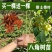 矮化浓香八角苗买-发三四季结果耐寒南北可种大木王罗马八角