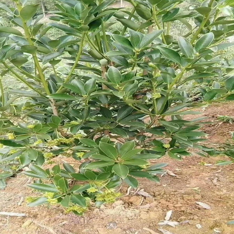矮化浓香八角苗买-发三四季结果耐寒南北可种大木王罗马八角