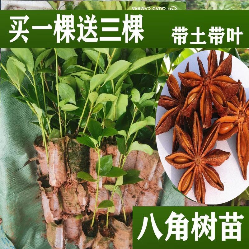 矮化浓香八角苗买-发三四季结果耐寒南北可种大木王罗马八角