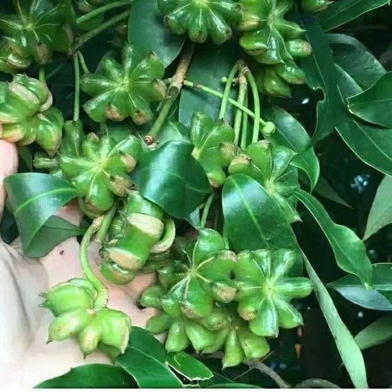 矮化浓香八角苗买-发三四季结果耐寒南北可种大木王罗马八角