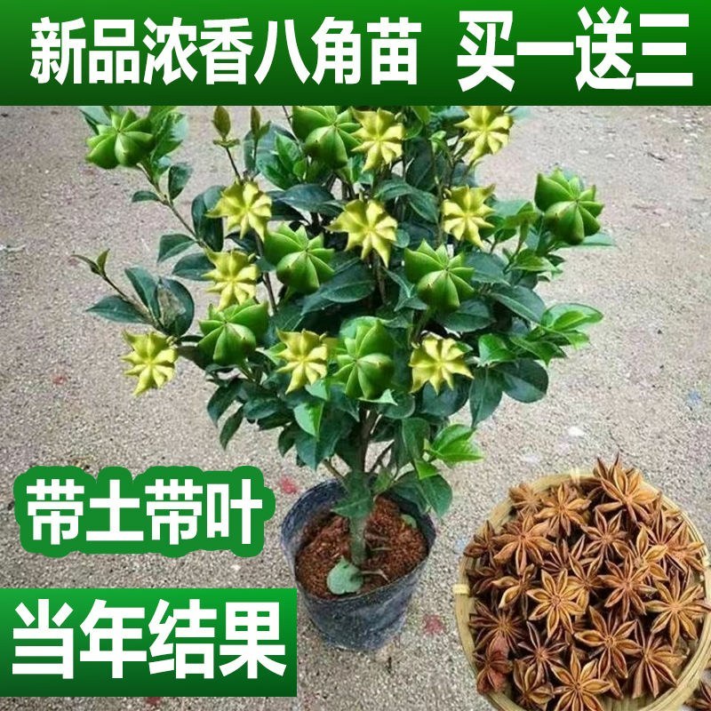 矮化浓香八角苗买-发三四季结果耐寒南北可种大木王罗马八角