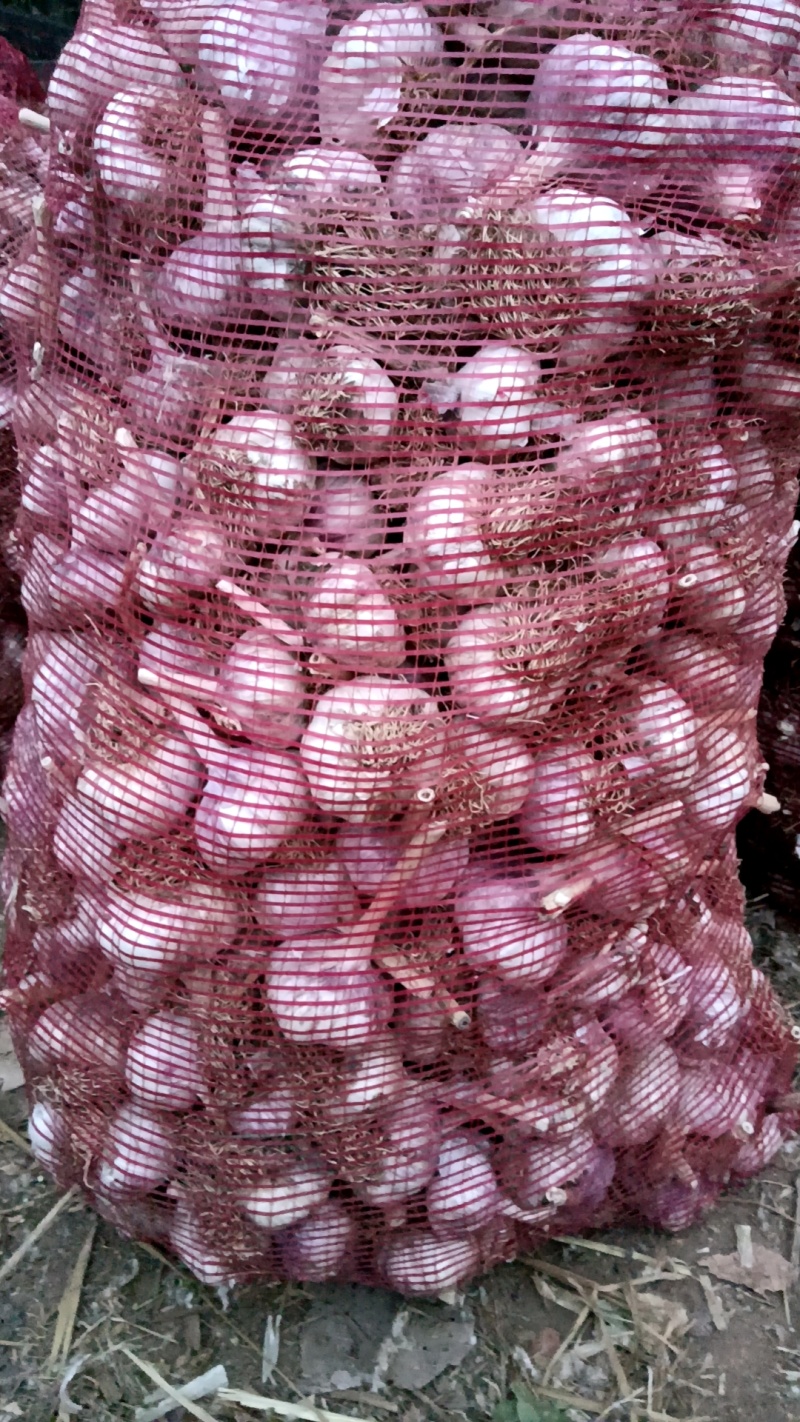 河北邯郸地区正宗淤泥紫皮大蒜