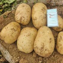 黄皮黄心精品土豆，有实验一，沃土，中暑五号产地自产自销