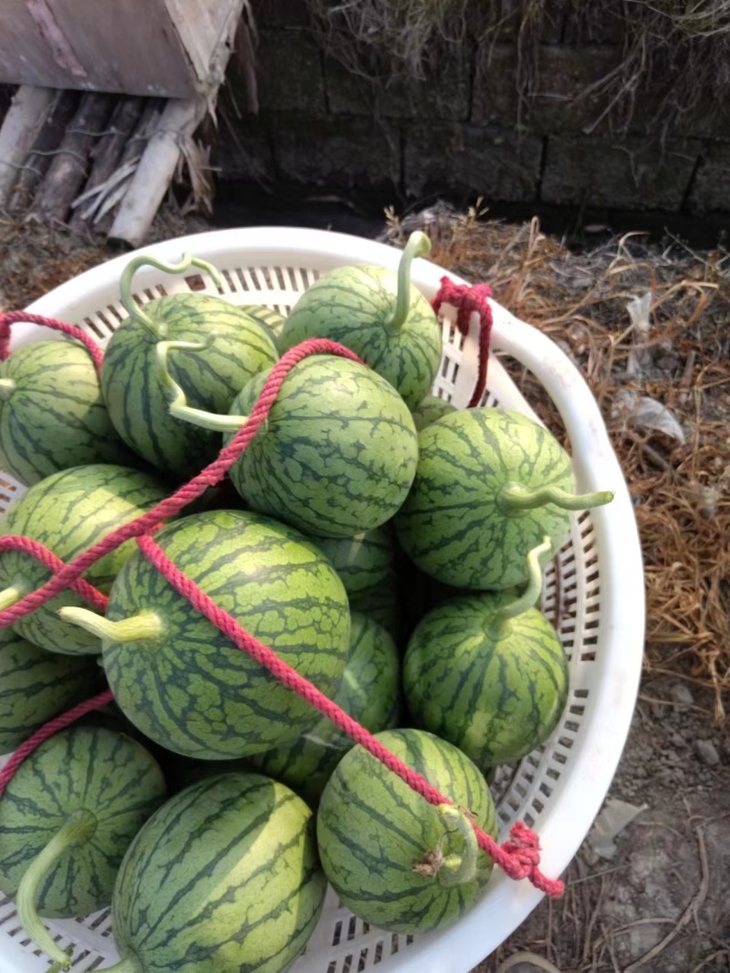 嘉秀6号口口脆早春红玉口口脆