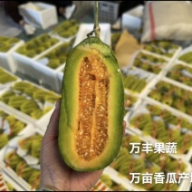 山东博洋9山东甜瓜博洋九甜瓜万亩基地直供对接商超