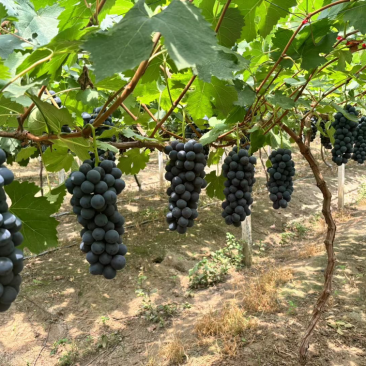 新沂地区精品夏黑糖粉达标果粉无敌新沂葡萄新沂夏黑