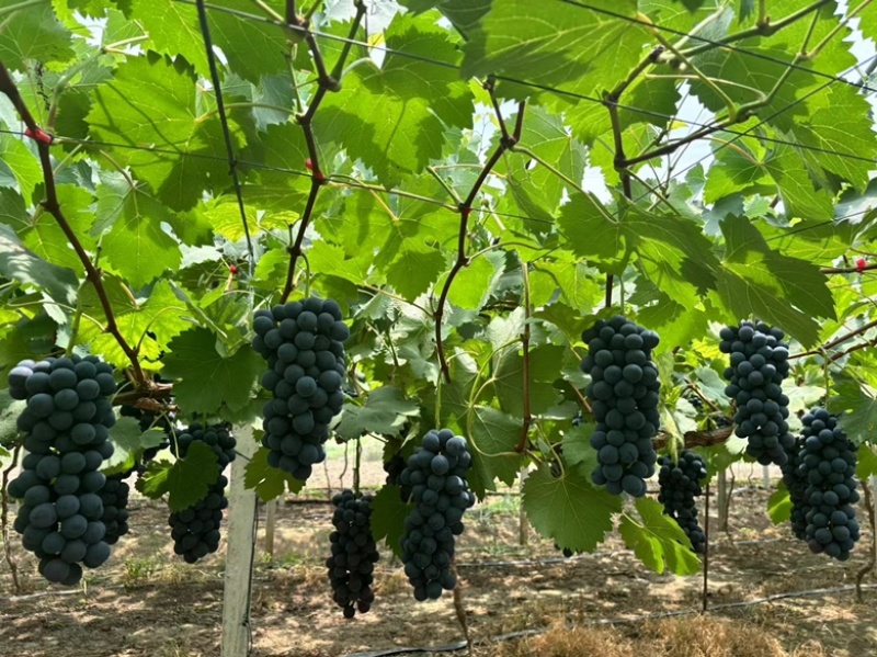 新沂地区精品夏黑糖粉达标果粉无敌新沂葡萄新沂夏黑