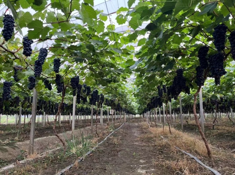 新沂地区精品夏黑糖粉达标果粉无敌新沂葡萄新沂夏黑