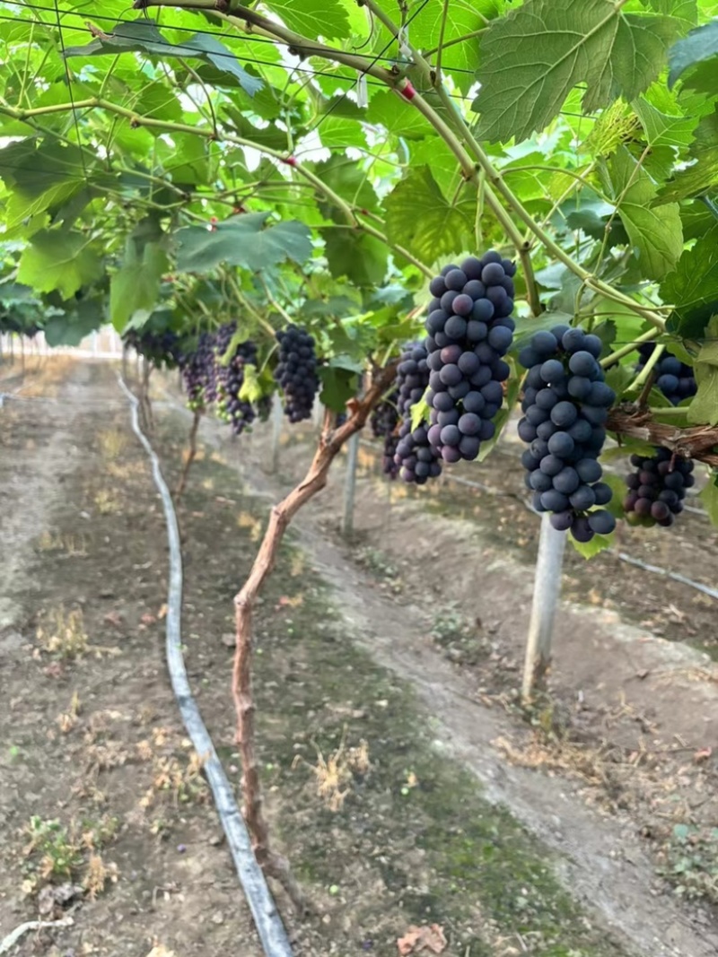 新沂地区精品夏黑糖粉达标果粉无敌新沂葡萄新沂夏黑