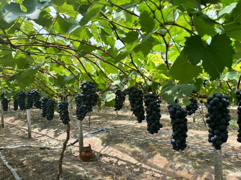 新沂地区精品夏黑糖粉达标果粉无敌新沂葡萄新沂夏黑