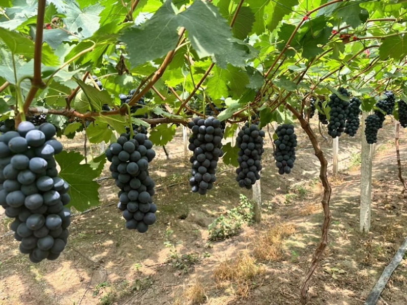 新沂地区精品夏黑糖粉达标果粉无敌新沂葡萄新沂夏黑