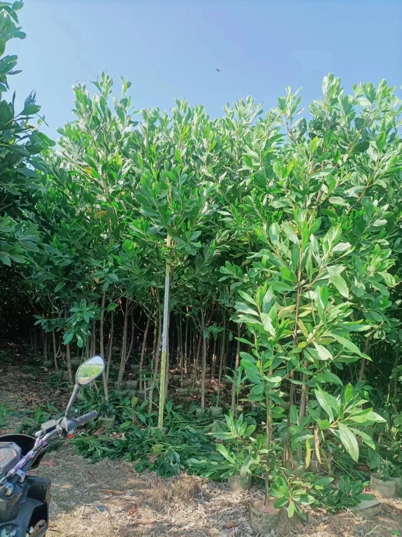 相思树马占相思大叶相思