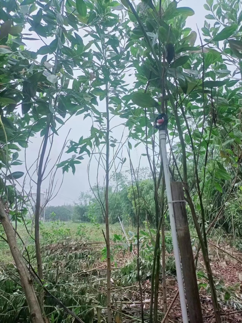 相思树马占相思大叶相思