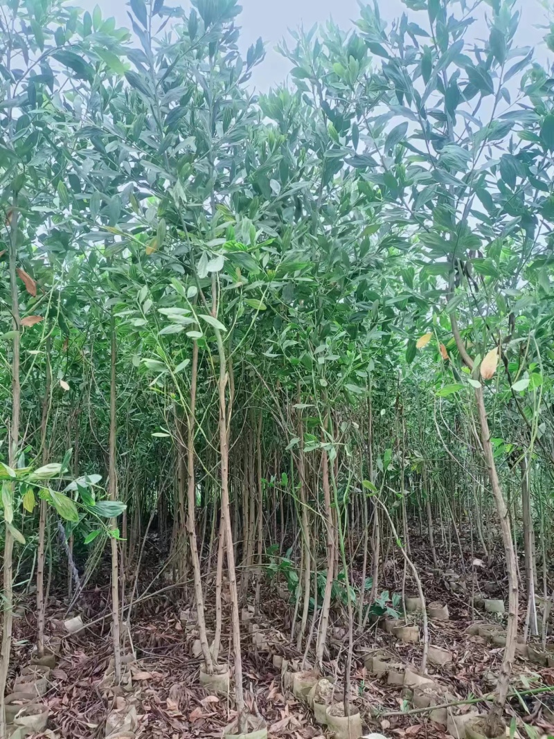 相思树马占相思大叶相思