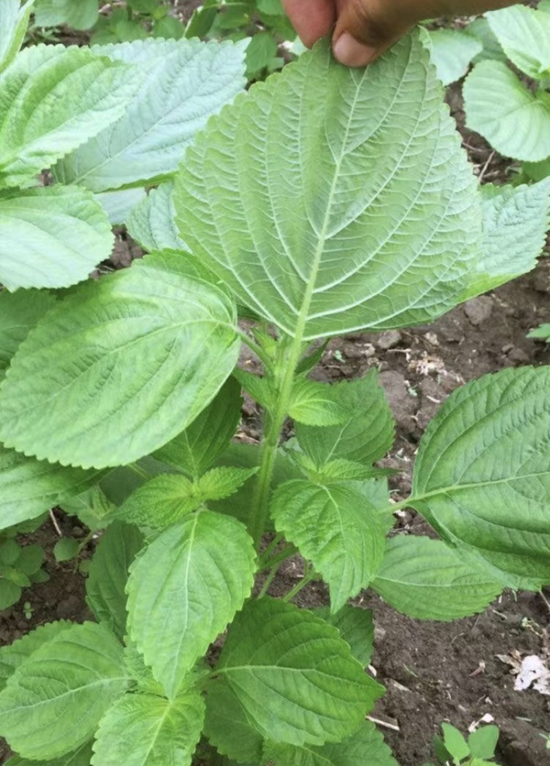 新鲜绿苏叶/枝干新鲜可口营养价值高食用包饭叶烧烤包肉🍃