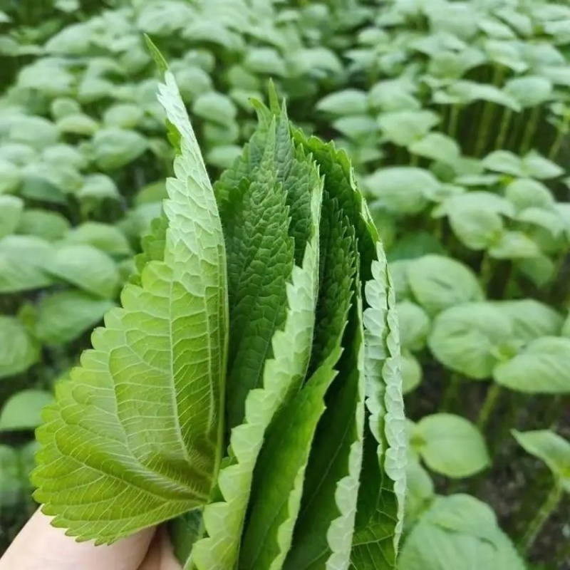 新鲜绿苏叶/枝干新鲜可口营养价值高食用包饭叶烧烤包肉🍃