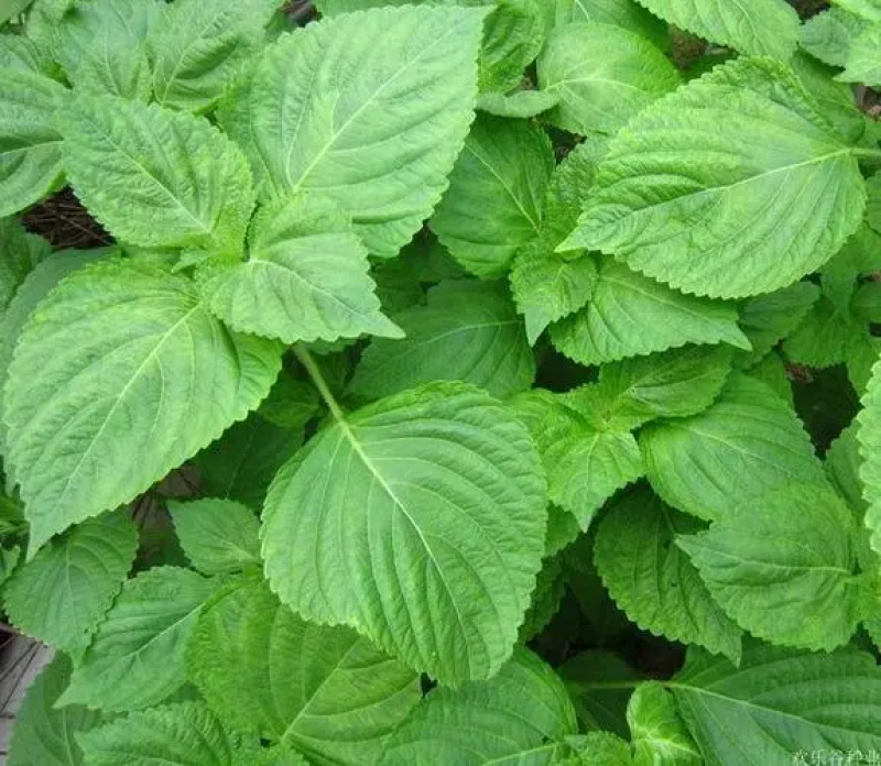 新鲜绿苏叶/枝干新鲜可口营养价值高食用包饭叶烧烤包肉🍃