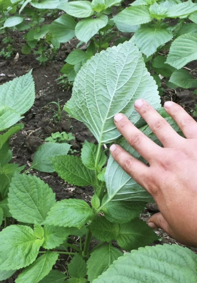 新鲜绿苏叶/枝干新鲜可口营养价值高食用包饭叶烧烤包肉🍃