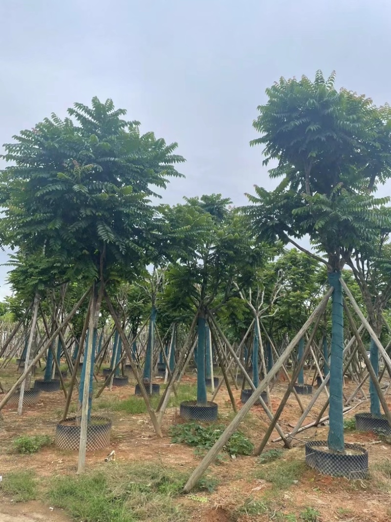 骨架麻楝15～25公分基地直销规格齐全欢迎老板来电