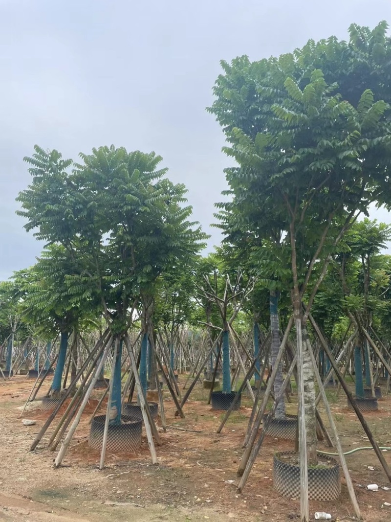 骨架麻楝15～25公分基地直销规格齐全欢迎老板来电