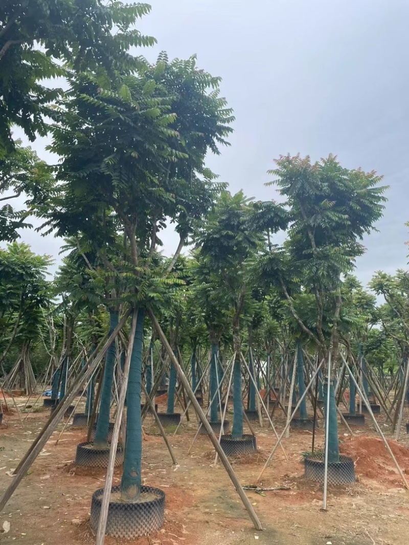 骨架麻楝15～25公分基地直销规格齐全欢迎老板来电