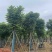 骨架麻楝15～25公分基地直销规格齐全欢迎老板来电