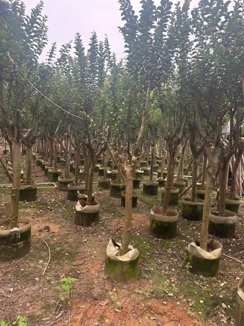 小叶紫薇/红火箭紫薇7～10公分基地直销规格齐全