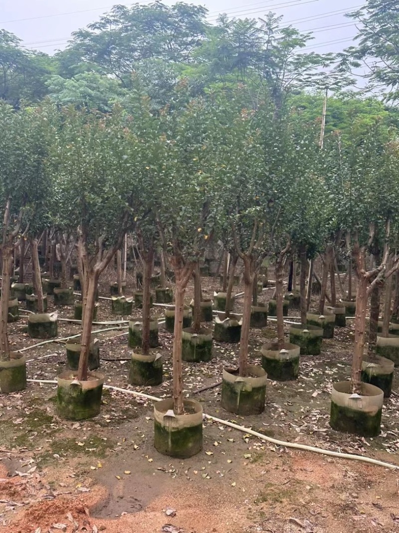 小叶紫薇/红火箭紫薇7～10公分基地直销规格齐全