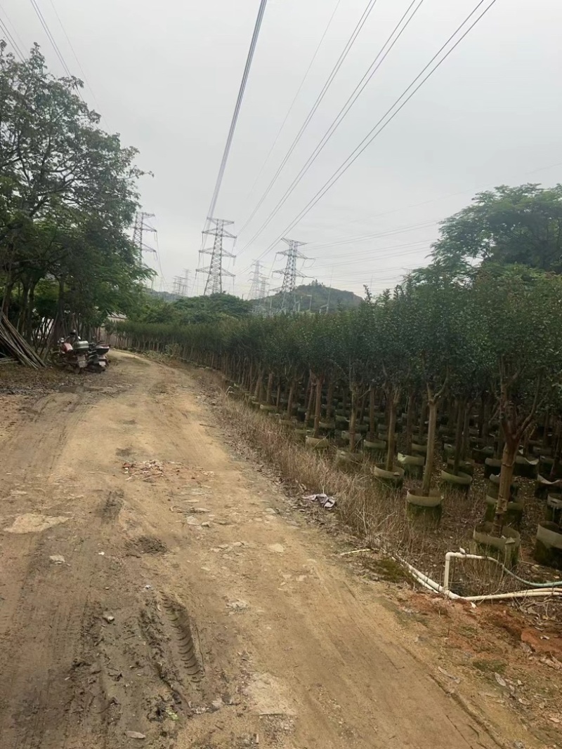 小叶紫薇/红火箭紫薇7～10公分基地直销规格齐全
