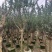 小叶紫薇/红火箭紫薇7～10公分基地直销规格齐全