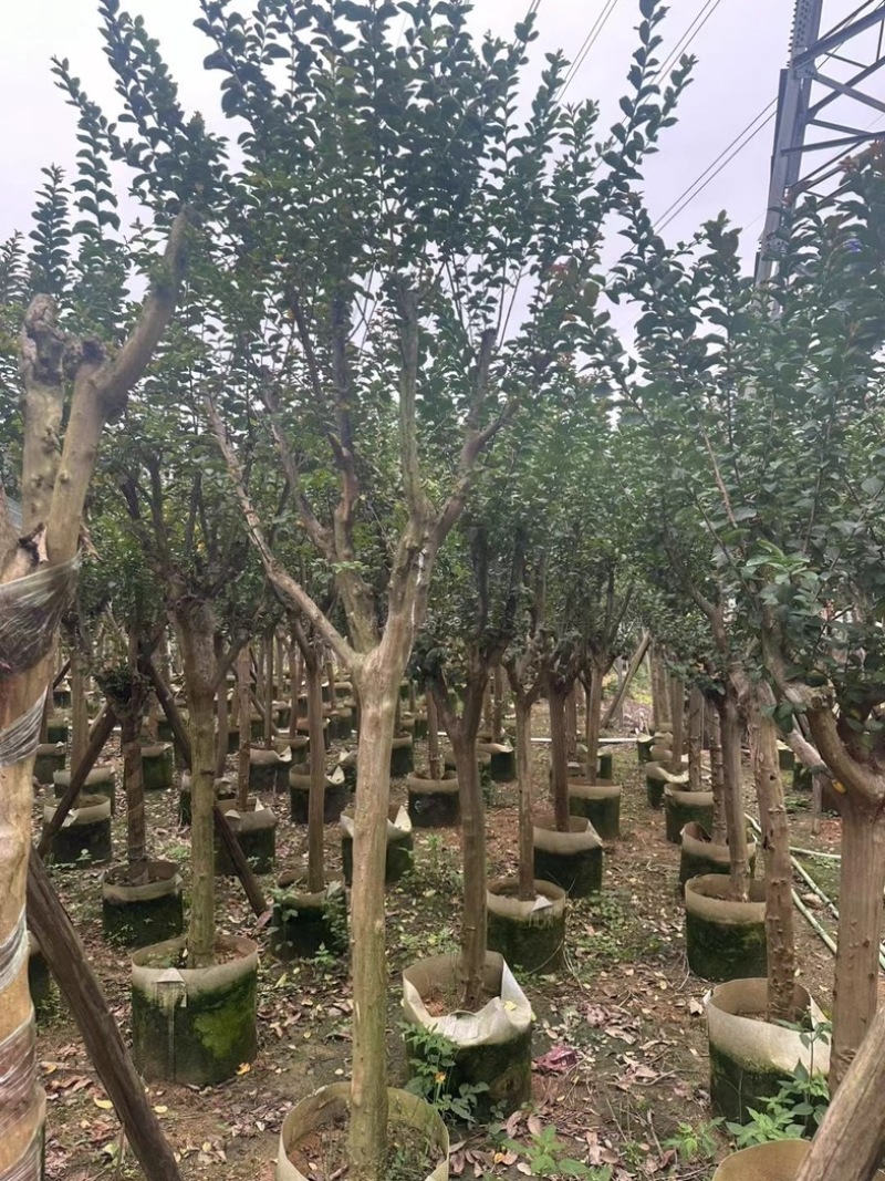 小叶紫薇/红火箭紫薇7～10公分基地直销规格齐全